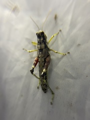 Dendrotettix quercus