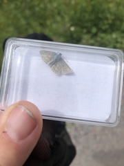 Polyommatus icarus