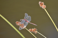Leucorrhinia borealis