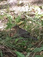 Turdus merula