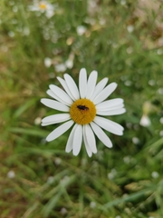 Capsodes flavomarginatus