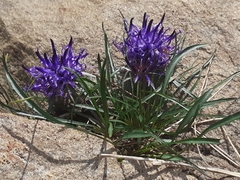 Phyteuma hedraianthifolium