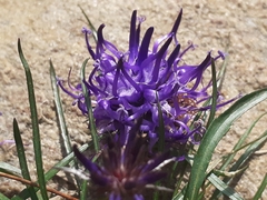 Phyteuma hedraianthifolium