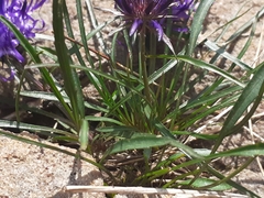 Phyteuma hedraianthifolium