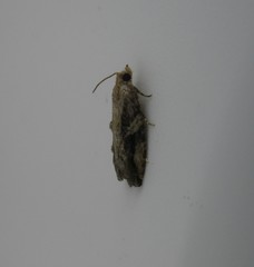 Proteoteras crescentana