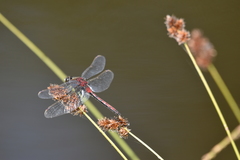 Leucorrhinia borealis