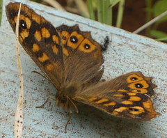 Pararge aegeria aegeria