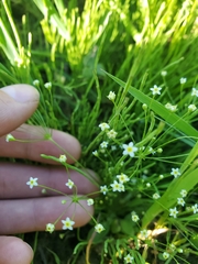 Androsace filiformis