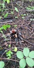 Brachypelma albiceps