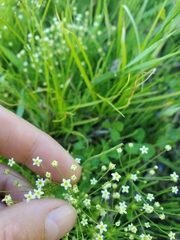 Androsace filiformis