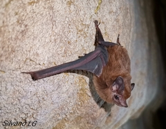 Peropteryx