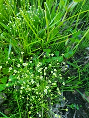 Androsace filiformis