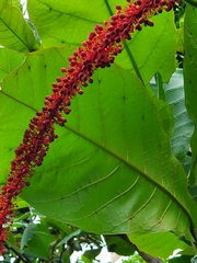 Coccoloba rugosa