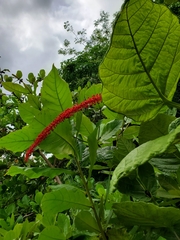 Coccoloba rugosa