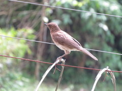 Turdus ignobilis ignobilis