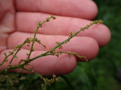 Rumex arifolius