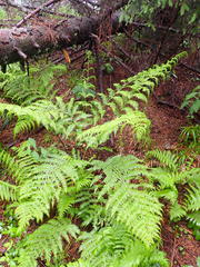 Athyrium distentifolium