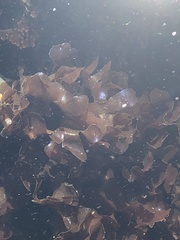 Cryptopleureae