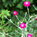 Rose Campion - Photo (c) Anita Martinz, some rights reserved (CC BY-NC)