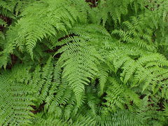 Athyrium distentifolium