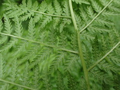 Athyrium distentifolium