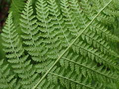 Athyrium distentifolium