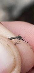 Ochlerotatus
