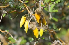 Sophora prostrata