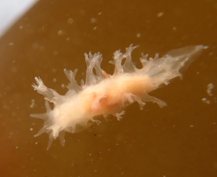 Tritonicula myrakeenae