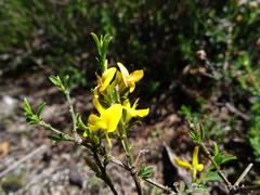 Genista pilosa