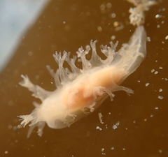 Tritonicula myrakeenae