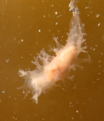 Tritonicula myrakeenae