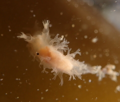 Tritonicula myrakeenae