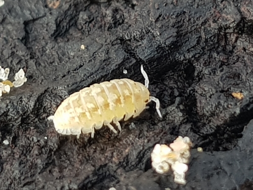 photo of White Pill Woodlouse (Armadillidium album)