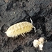 photo of White Pill Woodlouse (Armadillidium album)