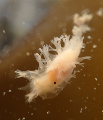 Tritonicula myrakeenae