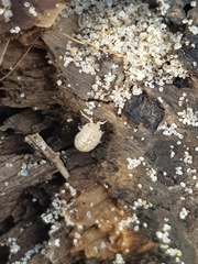 Armadillidium album