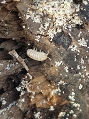 Armadillidium album