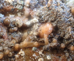 Tritonicula myrakeenae