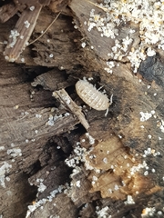 Armadillidium album