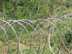 Coereba flaveola columbiana