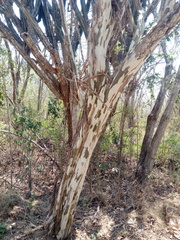 Libidibia sclerocarpa