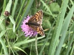 Melitaea diamina