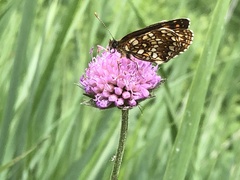 Melitaea diamina