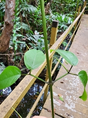 Bignonia aequinoctialis