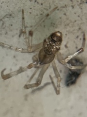 Parasteatoda tepidariorum