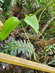 Bignonia aequinoctialis