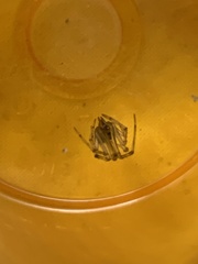 Parasteatoda tepidariorum