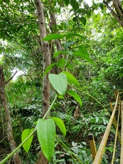 Bignonia aequinoctialis