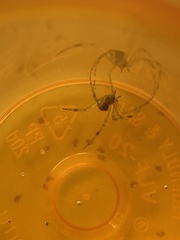 Parasteatoda tepidariorum